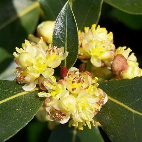 Propiedades Y Usos Medicinales Del Laurel Saraplantas