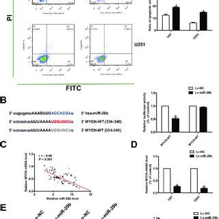 Mir B Promoted The Apoptosis Of Glioma Cells Mir B Target