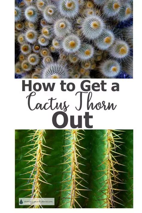 How To Get A Cactus Thorn Out Of Your Finger