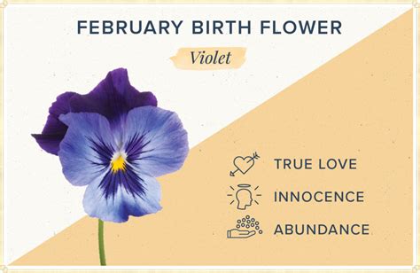 February Birth Flower - Meanings and Symbolism - OZ Flower Delivery