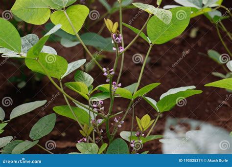 Soybean Farming At Kumbhewadi Latur Maharashtra Stock Photo Image