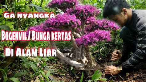 Ga Nyangka Dapat Bahan Bonsai Bogenvil Bunga Kertas Di Alam Liar