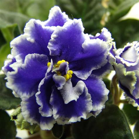 17 Types Of Blue African Violets African Violet Resource Center