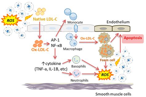 Antioxidants Free Full Text The Potential Benefit Of Monitoring