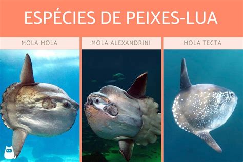 PEIXE LUA Características espécies habitat alimentação e