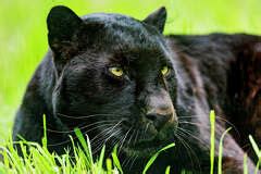 Wildlife expert debunks 'black panther' sighting in Texas