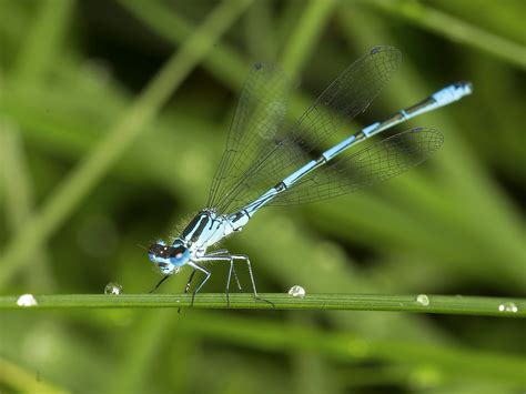 Azure Damselfly Coenagrion Puella Flickr