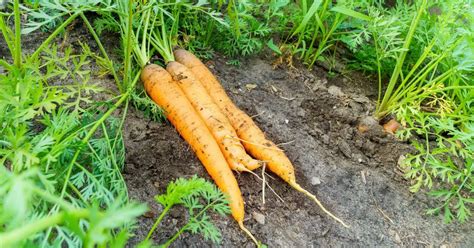 Great Companion Plants For Carrots Herbvity