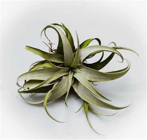 Тилландсия купить в Москве - цены в интернет-магазине Florariumplants с ...
