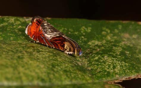 Tortrix Moth Hilarographa Or Thaumatographa Sp Chlidanotinae