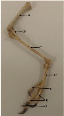 Diagram Of A Pigeon Skeleton Showing Hindlimb A Femur B Fibula