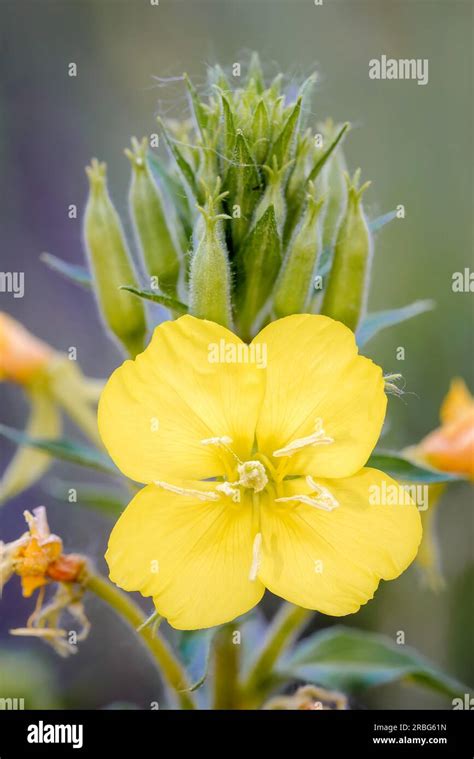 Open Yellow Flower Also Known As Common Evening Primrose Evening