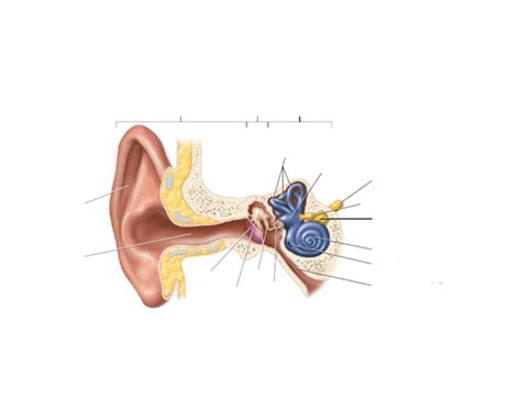 Ear Nerve Quiz