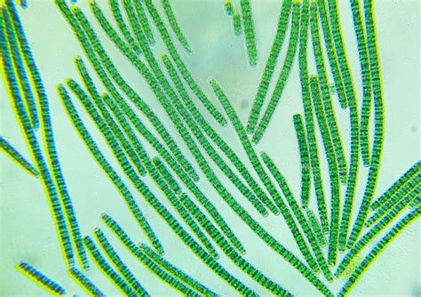 Growing Spirulina — Science Learning Hub