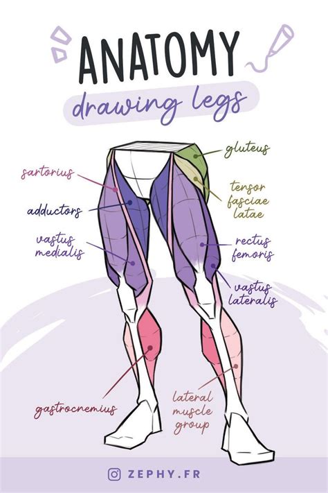 Drawing Legs Anatomy Tutorial Anatomy Tutorial Human Anatomy Drawing Drawing Legs