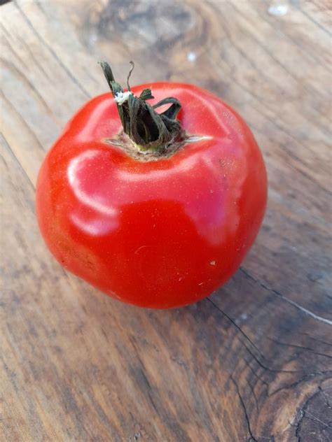 Tomato Pearson Seedfreaks Sow The Change You Want To Seed