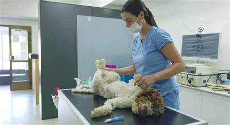 castration images stock  footage  video clips getty