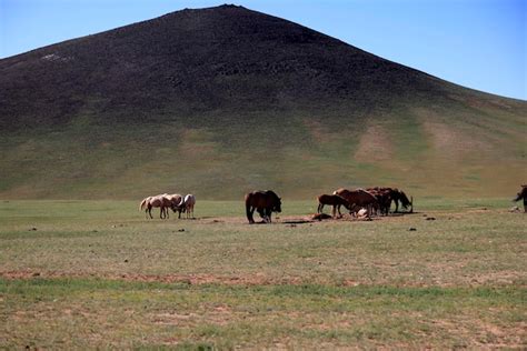 Premium Photo | Characteristic mongolian landscape with grazing animals