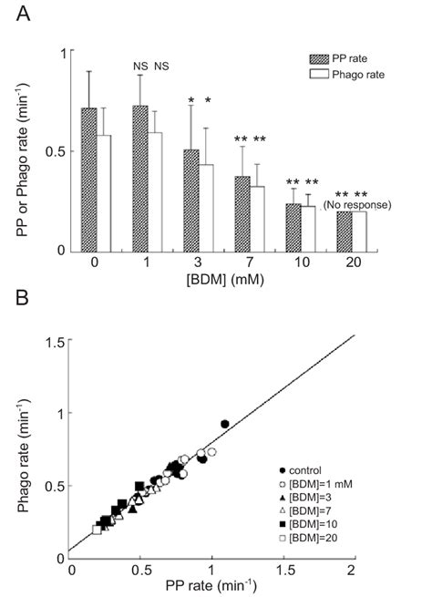 A As In Figure 3 Dose Response Relationship With Bdm Treatment N