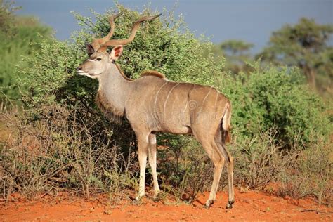 Kudu Antelope in Natural Habitat Stock Photo - Image of kudu ...