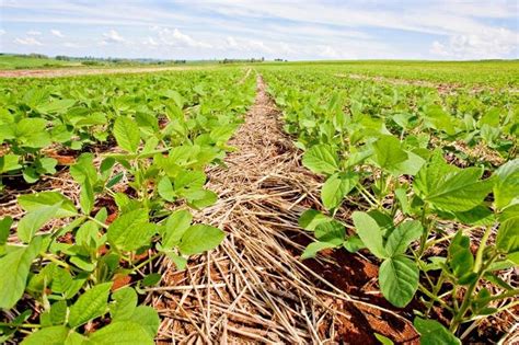 Governo Cria Dia Nacional Do Plantio Direto