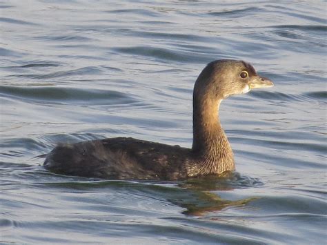 Pied-billed Grebe by Pete Kinsella - BirdGuides