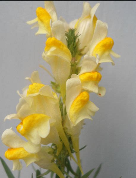 LINARIA VULGARIS - The Collectors Corner | Buy unusual perennial plants ...