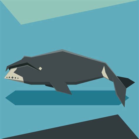 Royalty Free Bowhead Whale Clip Art, Vector Images & Illustrations - iStock