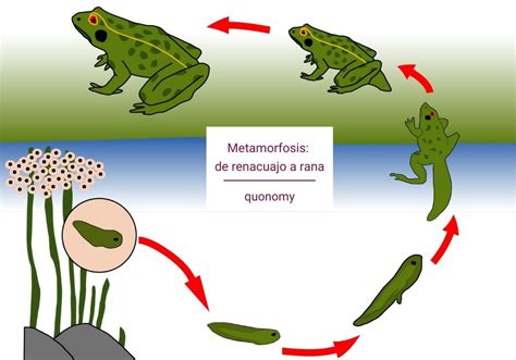 La Transformaci N De Renacuajo A Rana C Mo Se Produce La Evoluci N