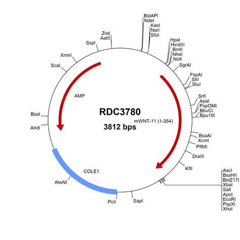 Human Fgf Np Versaclone Cdna Rdc R D Systems