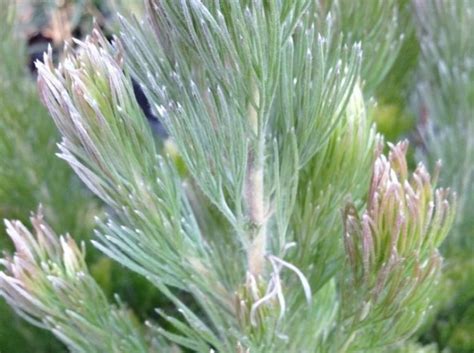 Adenanthos Sericeus Baby Woolly Bush Wholesale Nursery Nurseries In