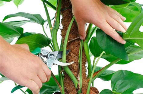 Уход за Монстерой в домашних условиях | Greendekor.ru
