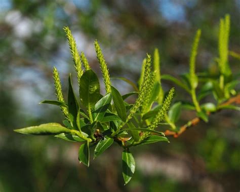 Salix Triandra L Plants Of The World Online Kew Science