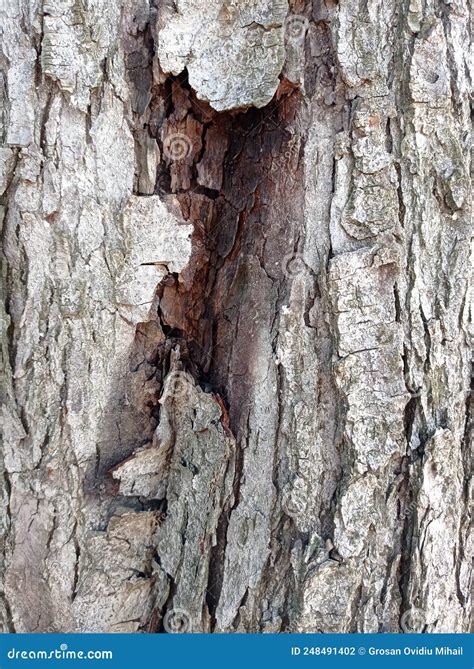 Tree Bark from a Chestnut Tree Stock Photo - Image of soil, geology ...