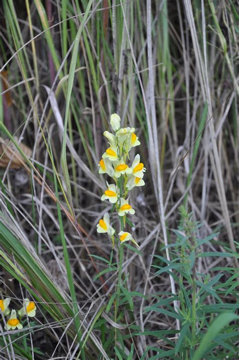 Leinkraut Echtes Leinkraut Linaria Vulgaris Asteraceae Christian