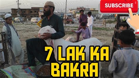 Islamabad Bakra Mandi 2022 Update 7 Lak Ka Bakra YouTube