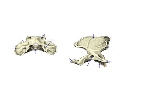 Axis And Atlas Anatomy Diagram Quizlet