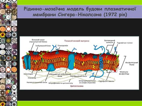 Клітинна мембрана - презентация онлайн