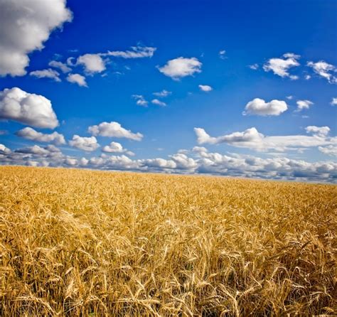 Campo De Trigo Amarillo Y Nubes En El Cielo Foto Premium