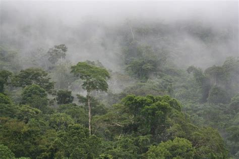 Temperatures Can Fall In The Tropical Forests Of South America