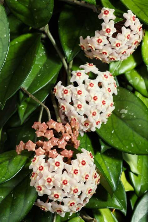 Hoya O Flor De Cera Una Bella Planta Que Puedes Cultivar En Casa