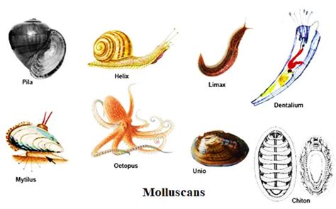 Mollusca Pengertian Ciri Klasifikasi Contoh Hewan Mollusca