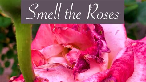 Smell the Roses | AudPop