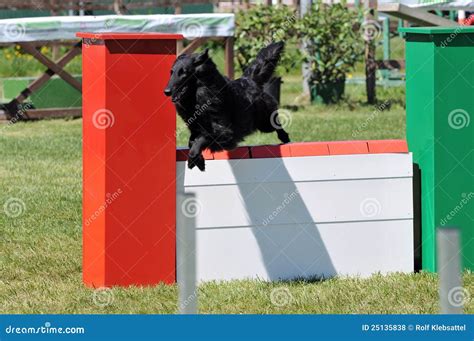 Agility Stock Photo Image Of Action Fast Hoop Belgian 25135838