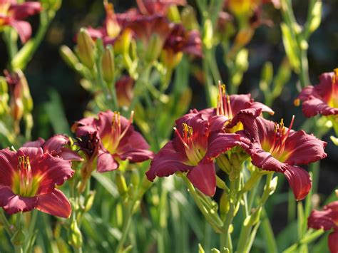 Hemerocallis Pardon Me Riverside Garden Centre