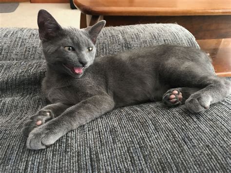 Russian Blue For Adoption Near Me | himalayan maine coon ny