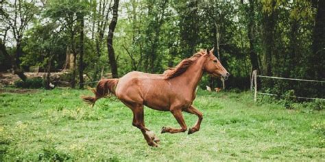 The Gallop Facts You Should Know About The Horses Fastest Gait