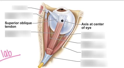 Superior View Of Eye Diagram Quizlet