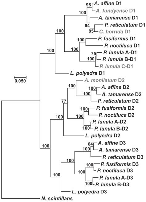 Ijms Free Full Text New Perspectives Related To The Bioluminescent System In Dinoflagellates