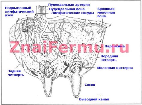 Вымя коровы, сколько сосков у коровы, строение вымени коровы